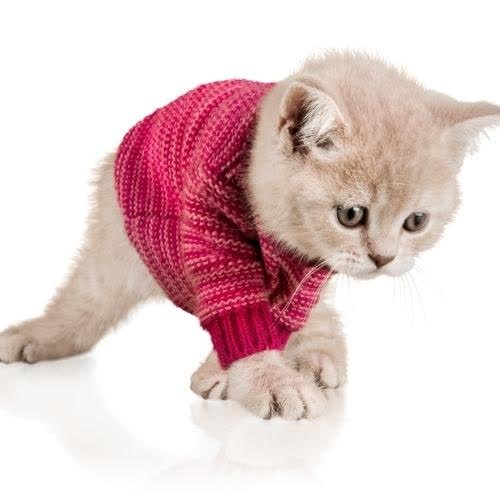 a kitten wearing a sweater on its back images by DPwalay