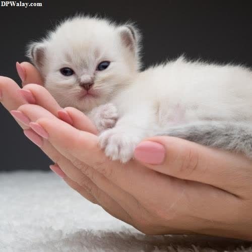 a small kitten is being held in a person's hand cat photos for dp