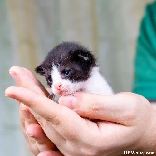 a person holding a small kitten in their hands-aU4O
