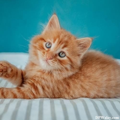 a small orange kitten laying on top of a bed cat whatsapp dp 
