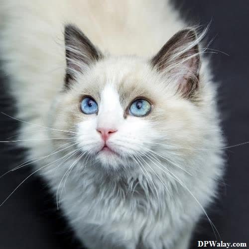 a white cat with blue eyes looking up-U0m6