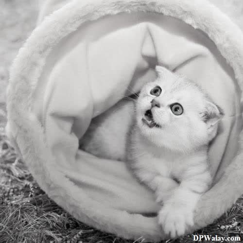 a kitten is sitting in a blanket cute billi dp