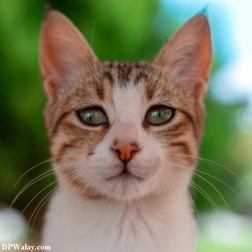a cat with green eyes looking up at the camera