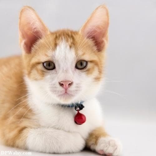 a small orange and white kitten with a red collar cute billi dp