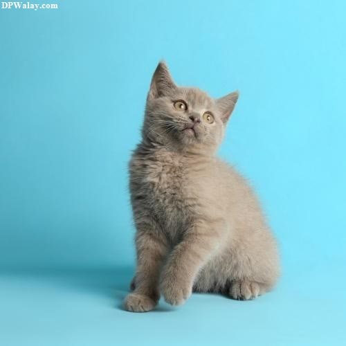 a kitten sitting on a blue background 