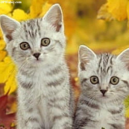 two kittens sitting in a pile of leaves