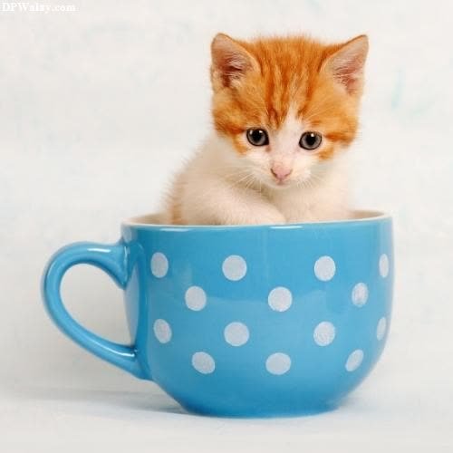 a small kitten sitting in a blue cup images by DPwalay