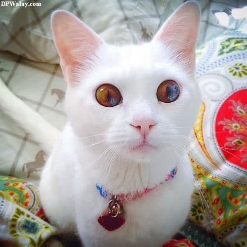 cat dp for whatsapp - a white cat with blue eyes sitting on a bed