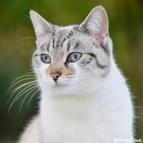 a white and gray cat with blue eyes cute cat images for dp