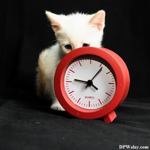 a kitten is holding a clock in its mouth