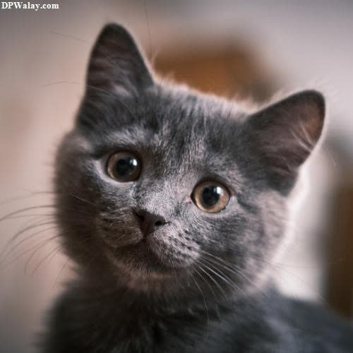 a gray cat with a black nose and a white nose images by DPwalay