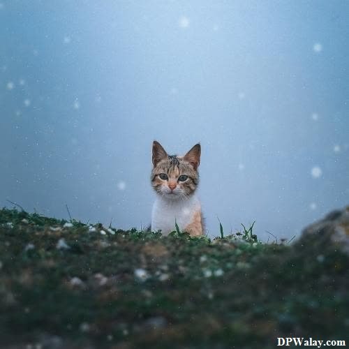 a cat sitting in the snow cute cat photos for dp 