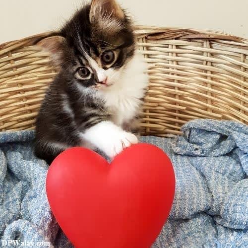 a kitten sitting in a basket holding a red heart