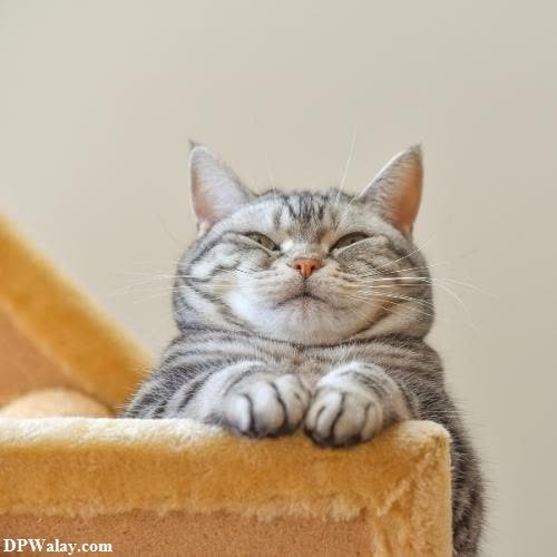 a cat laying on top of a cat tree cute cat photos for dp 