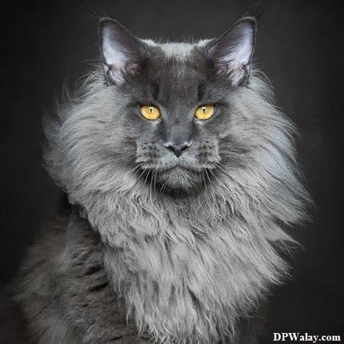 cat dp for whatsapp - a fluffy grey cat with yellow eyes