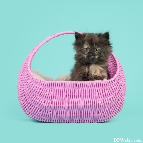 a small kitten sitting in a pink basket