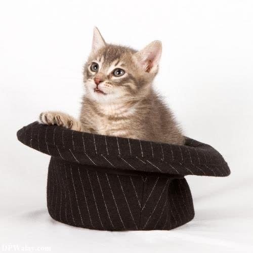 a kitten sitting in a black hat