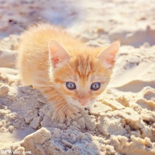 a small kitten is walking through the sand