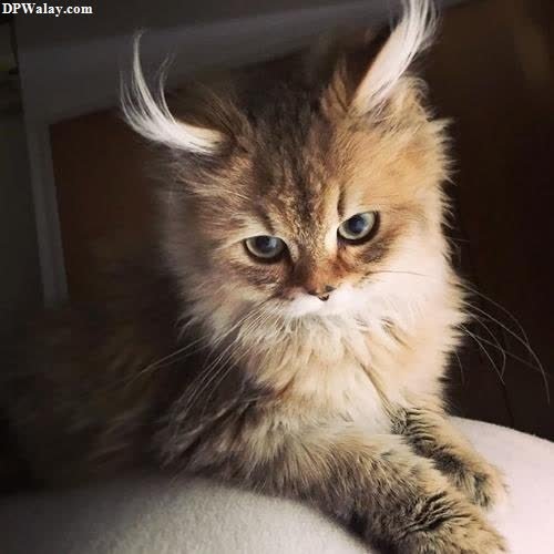 cat dp for whatsapp - a fluffy cat with a fluffy face and long hair