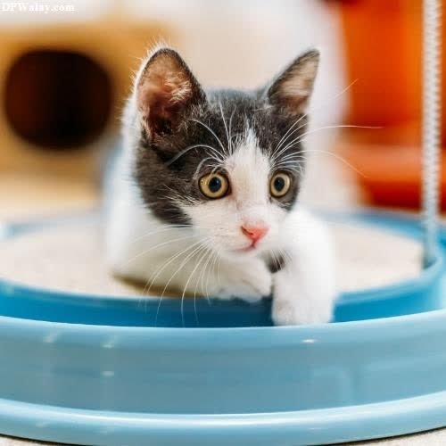 a kitten is sitting in a blue bowl