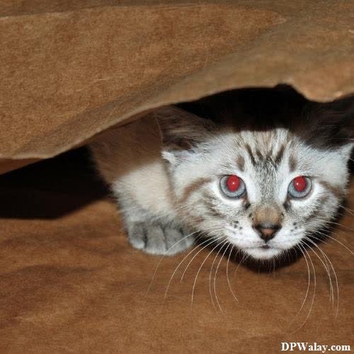 a cat with red eyes hiding in a brown bag