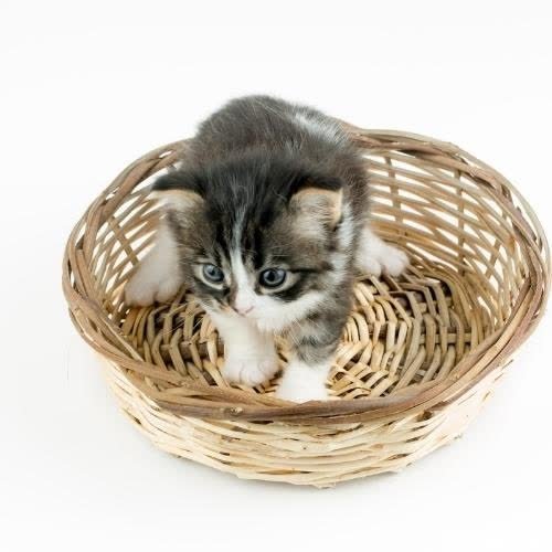 a small kitten sitting in a basket images by DPwalay