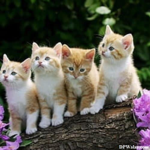 a group of kittens sitting on top of a tree cute cats for dp 
