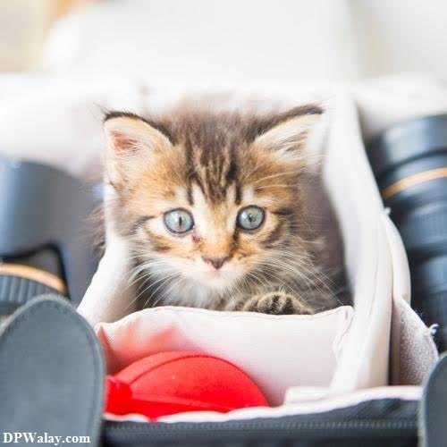 cat dp for whatsapp - a kitten in a bag with a red ball