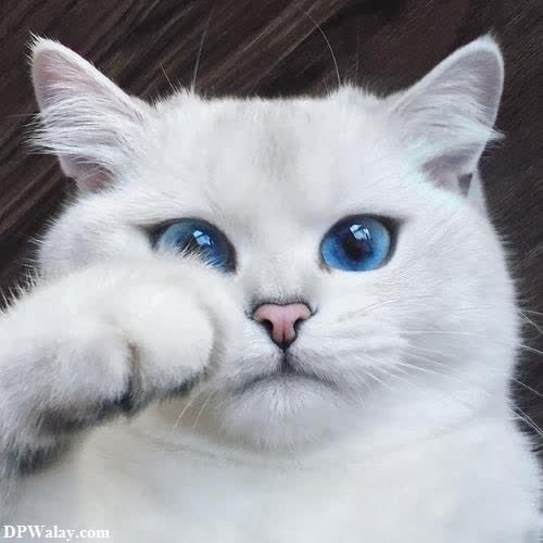 a white cat with blue eyes and a black nose 