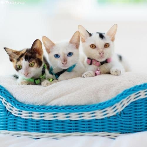 three kittens are laying on a blanket 