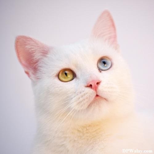 a white cat with blue eyes-Dpk0 cute cats for dp