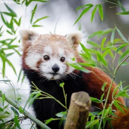 a red panda is sitting in the grass