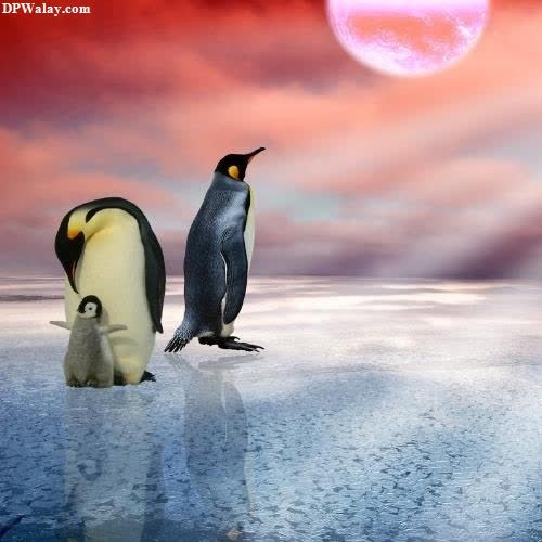 two penguins walking across an ice covered ocean cute dp photos