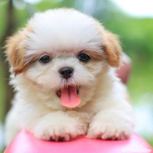 a small white and brown dog with its tongue sticking out 