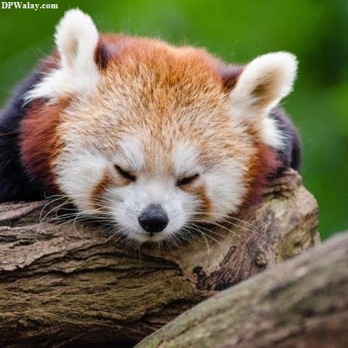 a red panda sleeping on a tree branch images by DPwalay