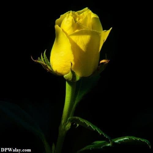 a yellow rose in the dark