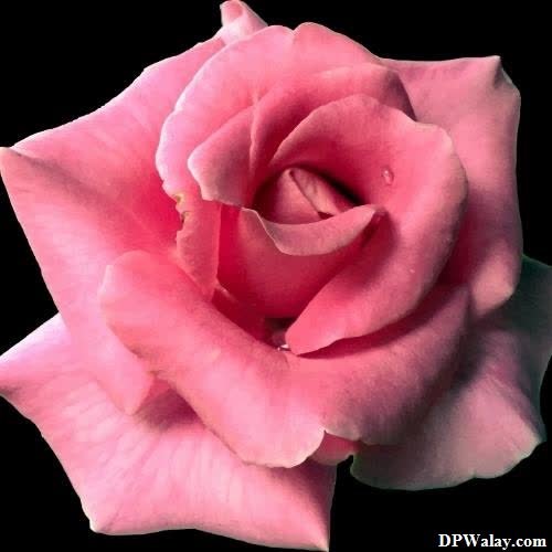 a pink rose on a black background
