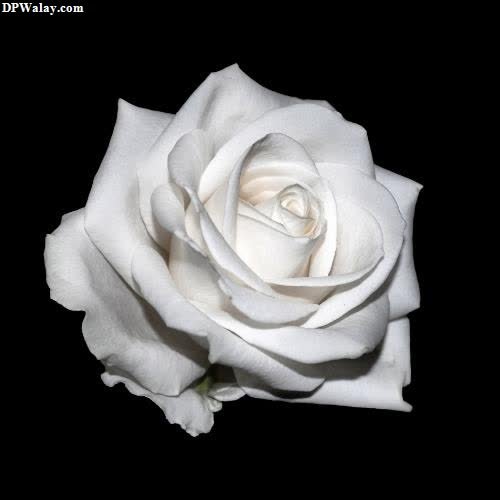 a white rose on a black background 