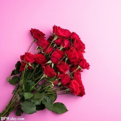 red roses on a pink background-MPyT