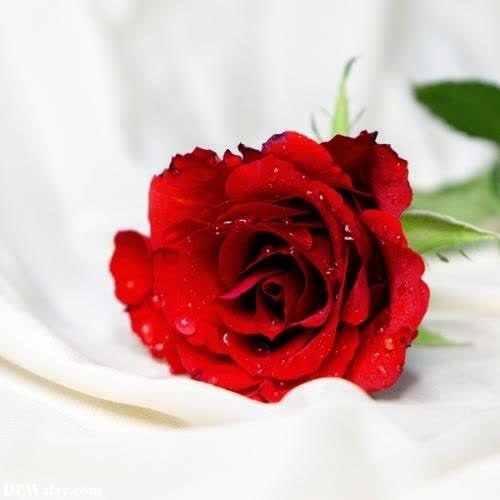 a red rose with water droplets on it-gdb1 dp images rose