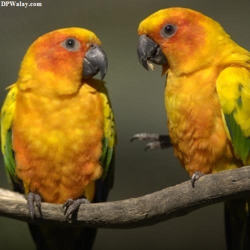 two yellow and orange birds sitting on a branch dp pic love 