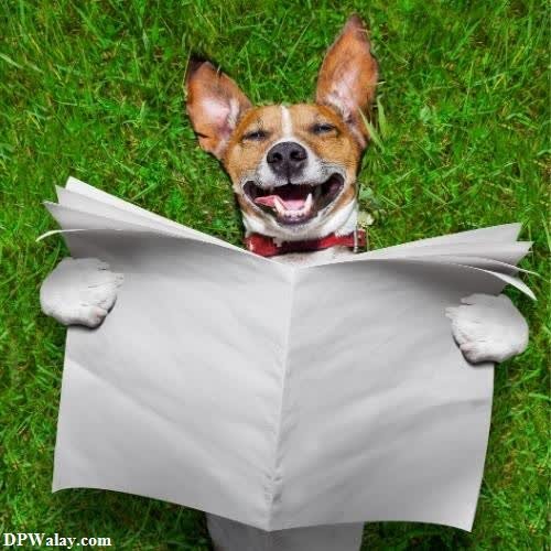a dog is laying on the grass and reading a newspaper dp unique 
