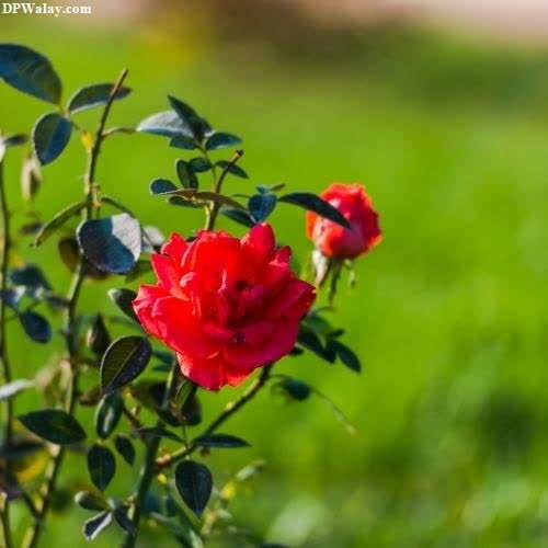 a red rose in the middle of a green field-U6mu