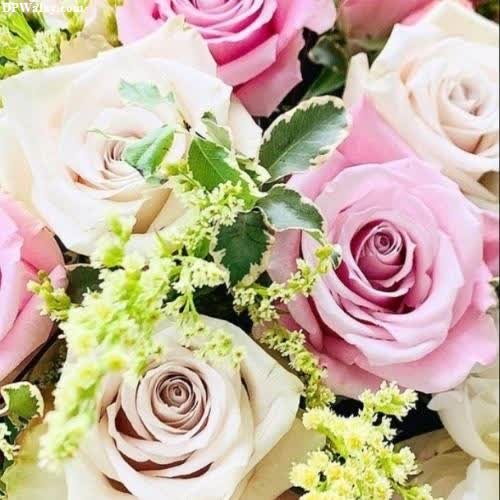 a bouquet of pink roses and green leaves flowers dps 