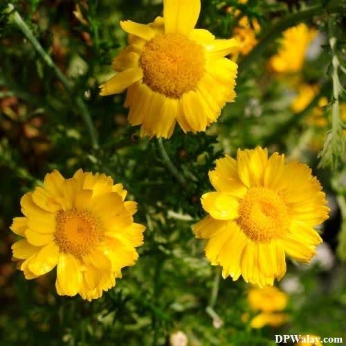 yellow flowers in the garden flowers dps 