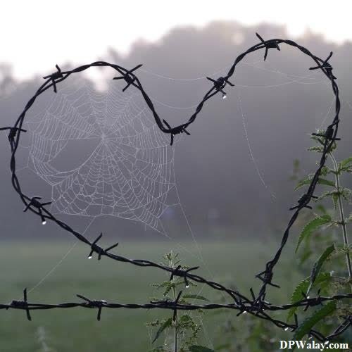 a spider web in the shape of a heart images by DPwalay