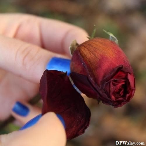 girls dp - a person holding a flower in their hand