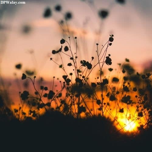 sad dp for instagram - a sunset with a silhouette of a plant in the fore