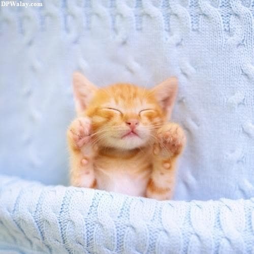 a small kitten is sitting in a blanket images by DPwalay