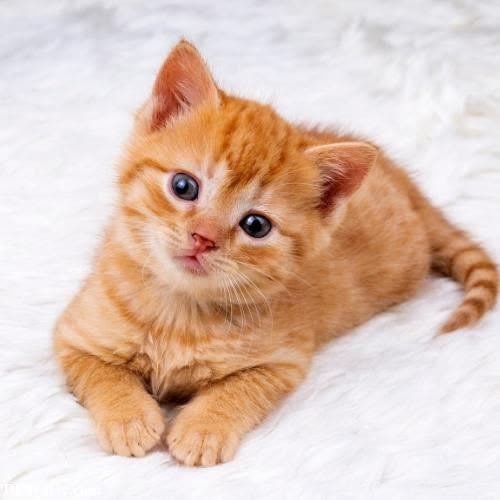 a small orange kitten with blue eyes laying on a white fur